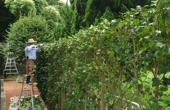 庭木の剪定なら令和建設！